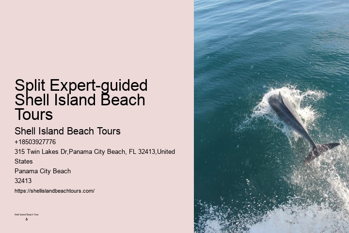 Find Out What It's Like To Swim With Dolphins