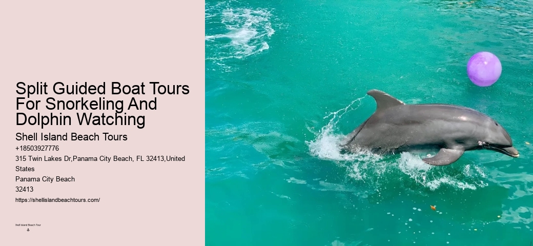 Palm Beach Dolphin Tours