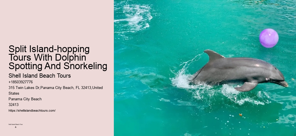 Custom Dolphin Spotting with Snorkeling