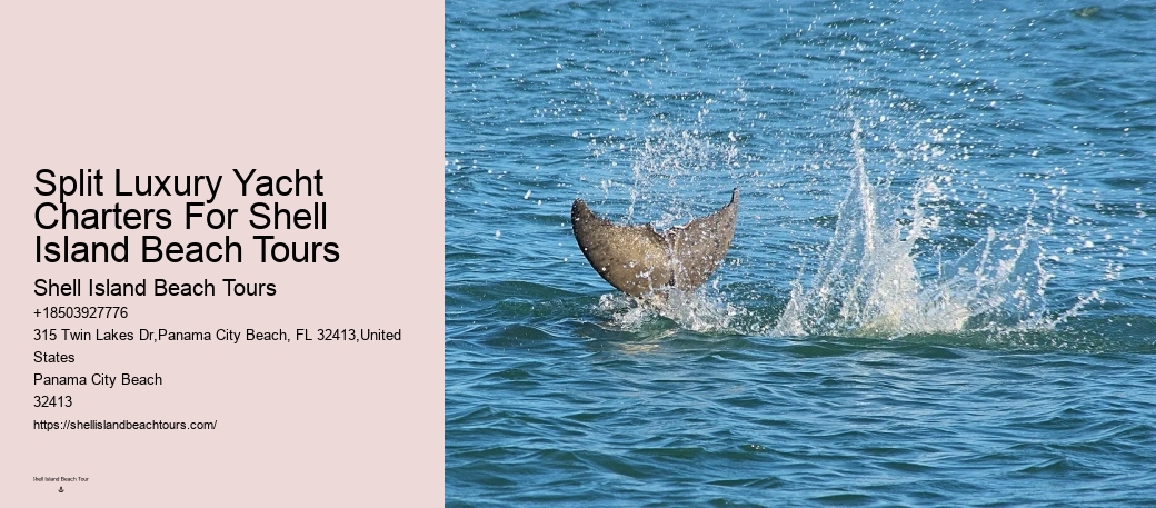 Dolphin Tours Near Panama City Beach