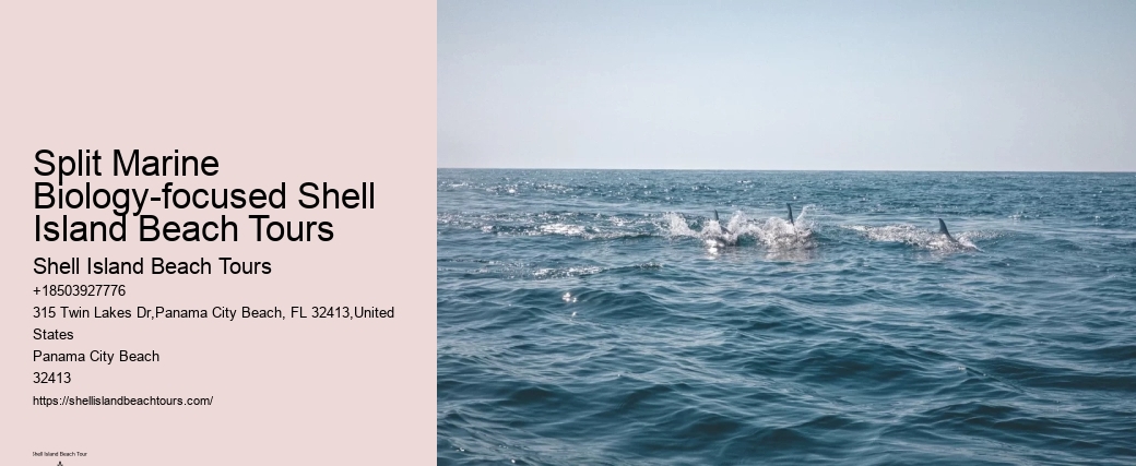 Split Vip Dolphin Watching And Snorkeling Tours