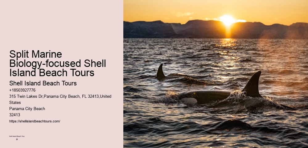 Panama City Beach dolphin excursion trips