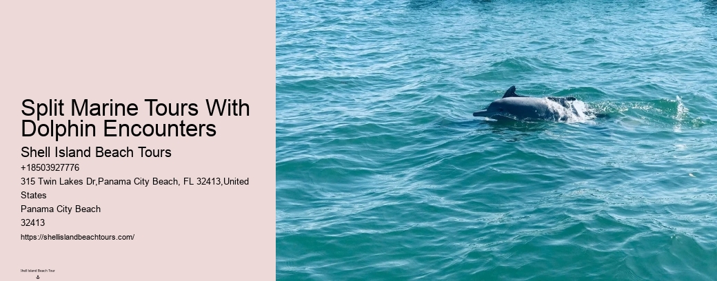 Split Marine Tours With Dolphin Encounters