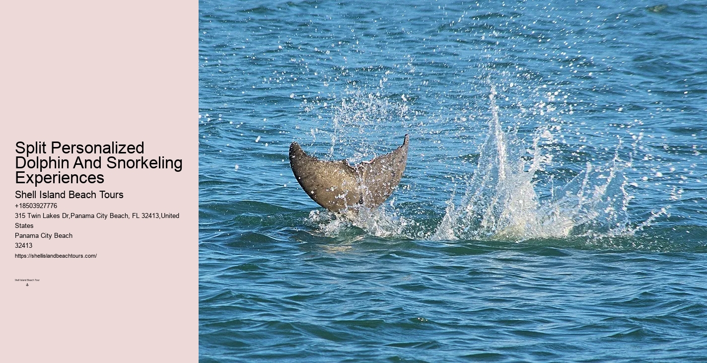 Secluded Dolphin Spotting with Snorkeling