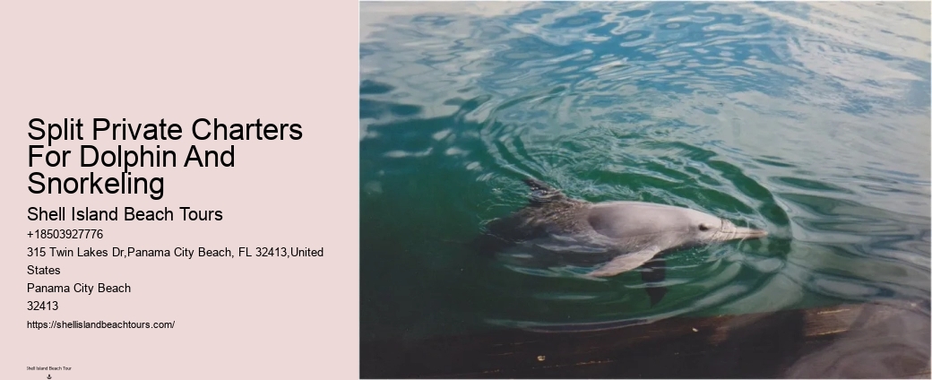 Dolphin encounters at Panama City Beach