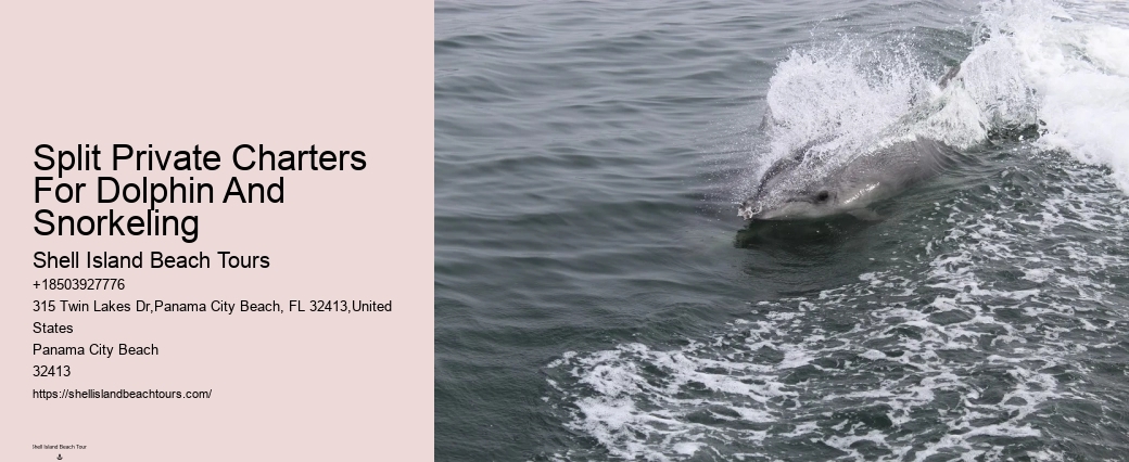 City Beach Dolphin Tours