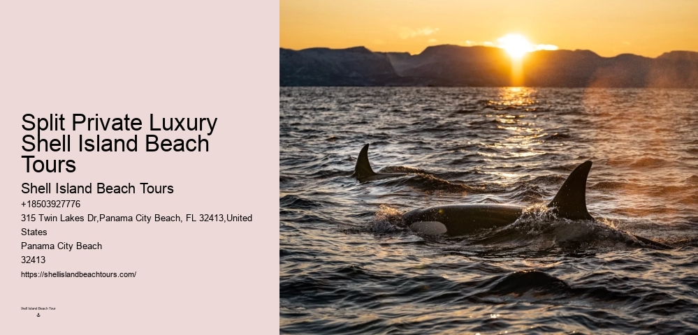 Are Dolphin Tours Humane