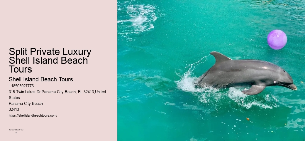 What is the best time of year to go on a dolphin tour in Panama City Beach
