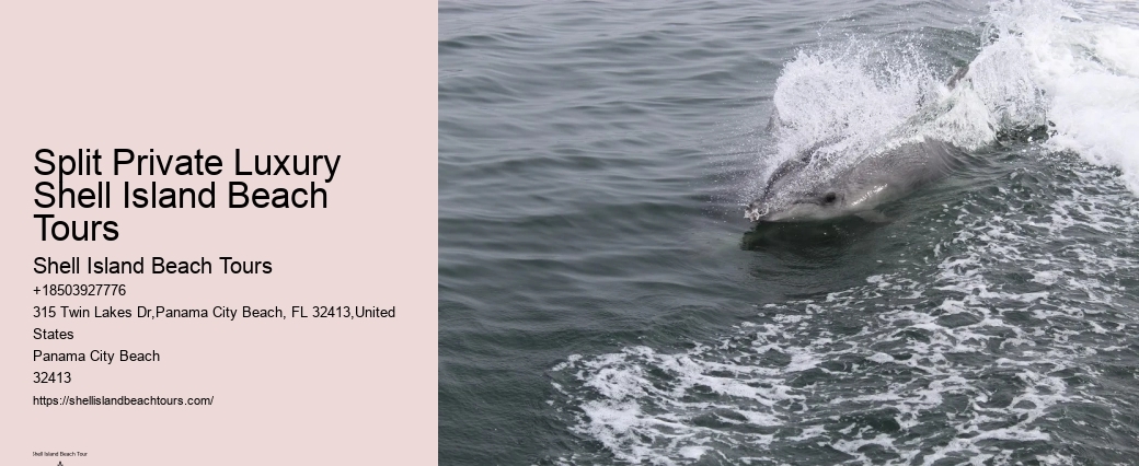 Bespoke Dolphin Safari and Snorkeling Trips