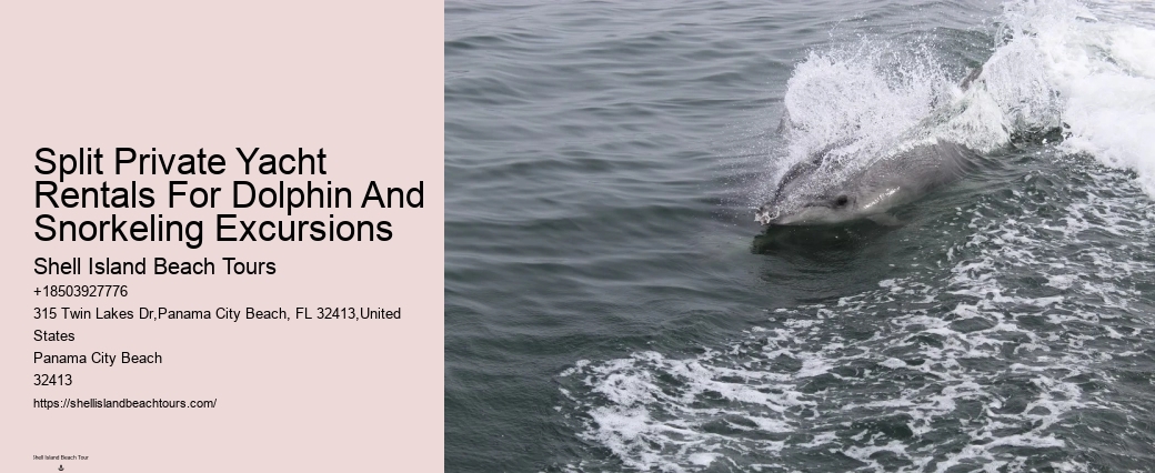 Where Can I See Wild Dolphins In Panama City Beach