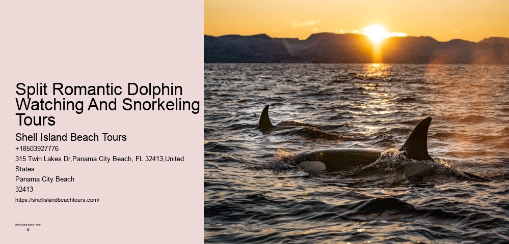 Individual Dolphin Encounter and Snorkeling Tours
