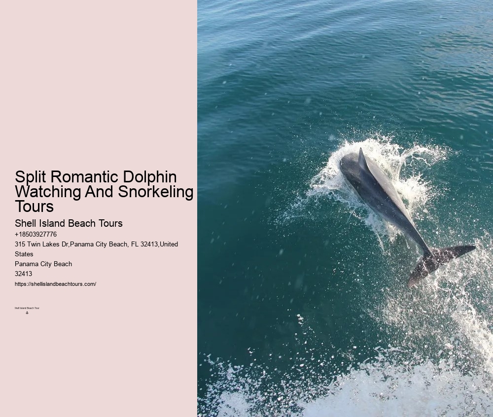 Elite Dolphin Spotting and Snorkeling Tours