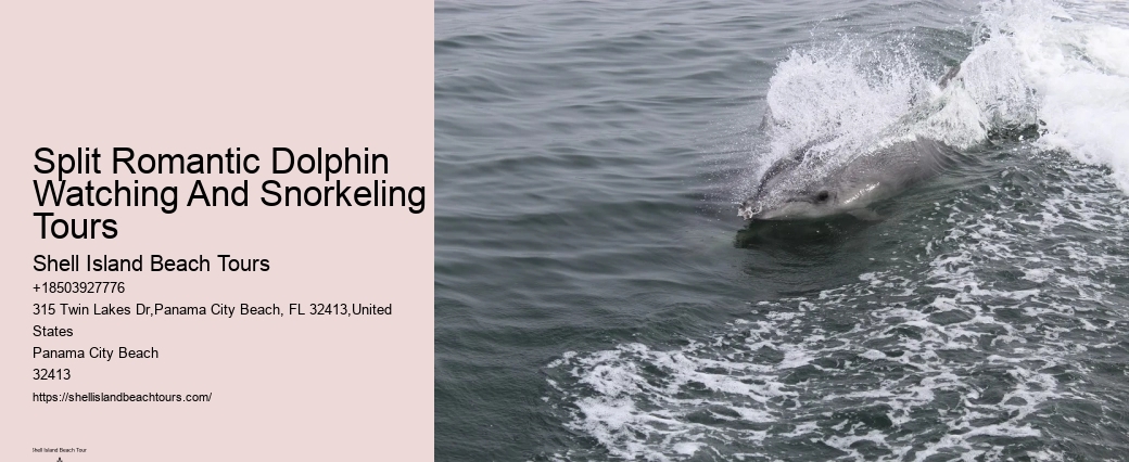 2 Hour Dolphin Cruise