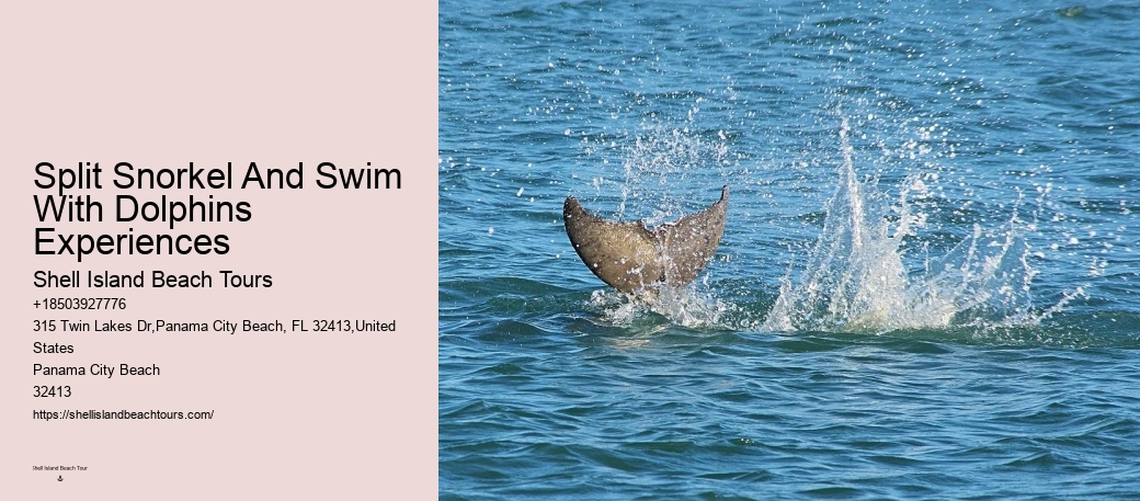 Salty Dog Dolphin Tours Panama City Beach Fl