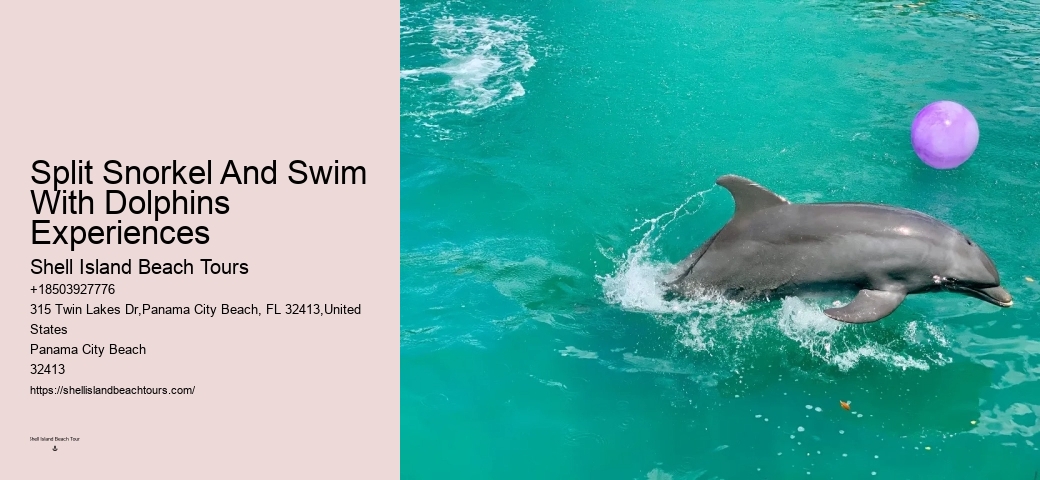 Can You Swim With Dolphins In Panama