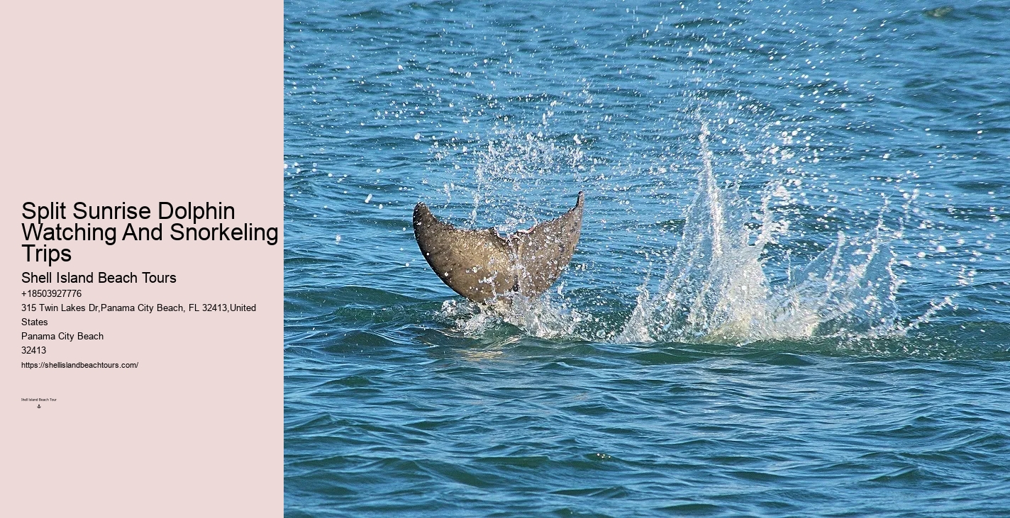 Dolphin Cruises