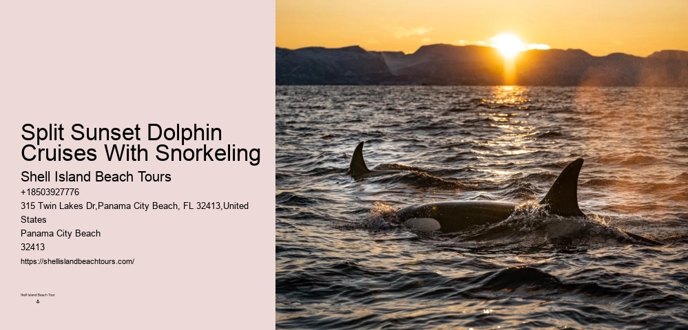 Exclusive Dolphin Discovery and Snorkeling Trips