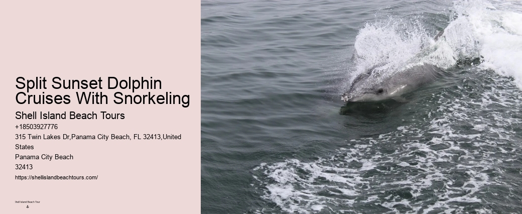 Can A Non Swimmer Swim With Dolphins