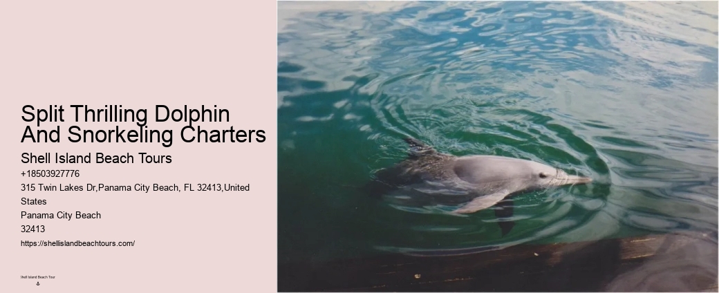 30a Dolphin Tours