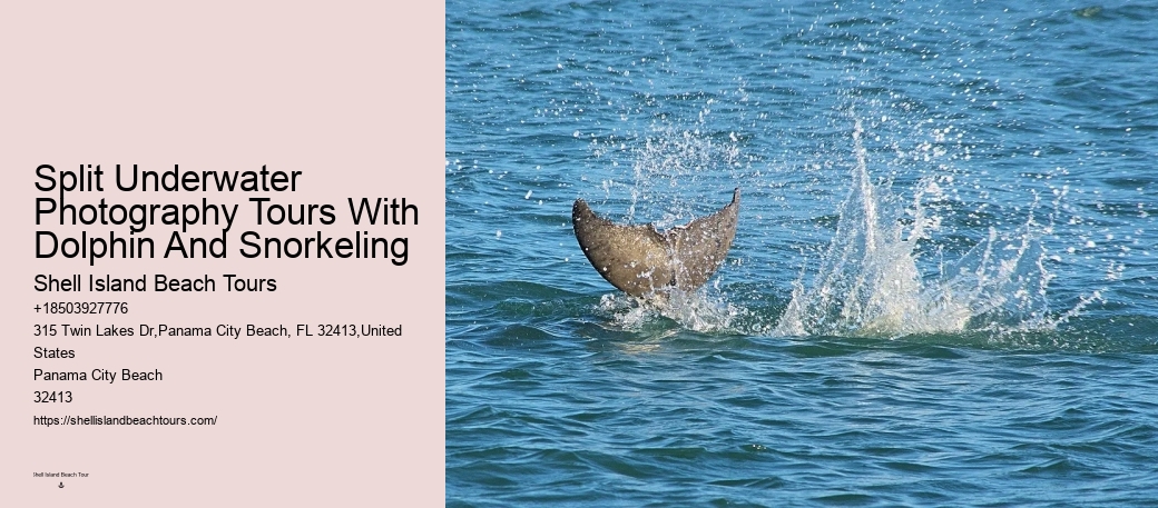 Split Guided Snorkel And Dolphin Watching