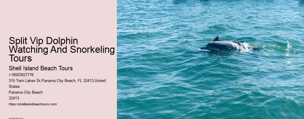 Split Vip Dolphin Watching And Snorkeling Tours
