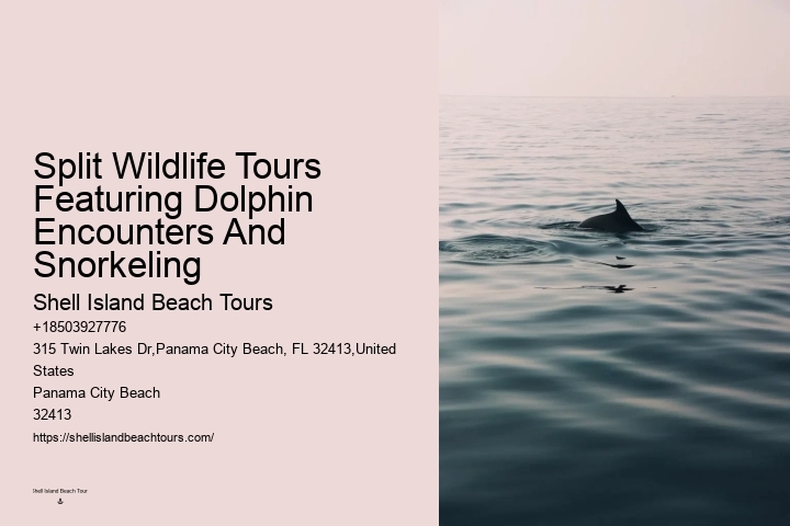 Panama City Beach dolphin safari