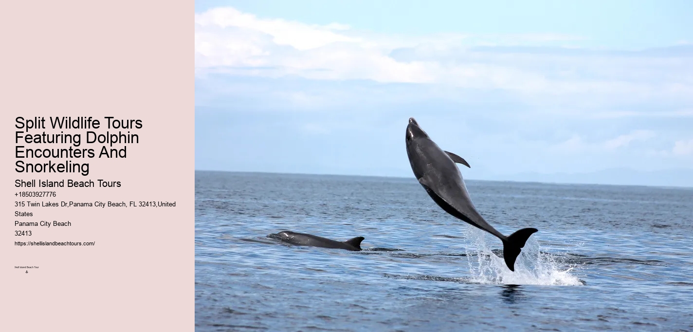 Panama City Beach dolphin discovery cruises