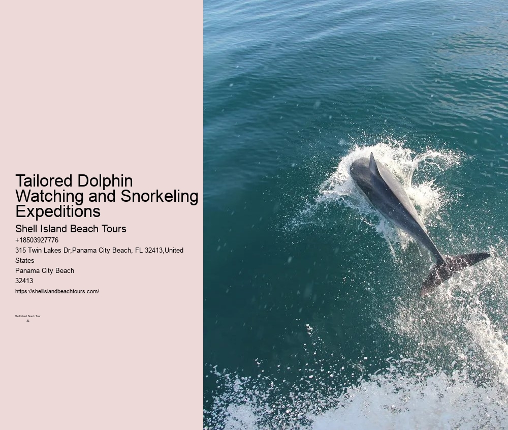 Individual Dolphin Watching with Snorkeling